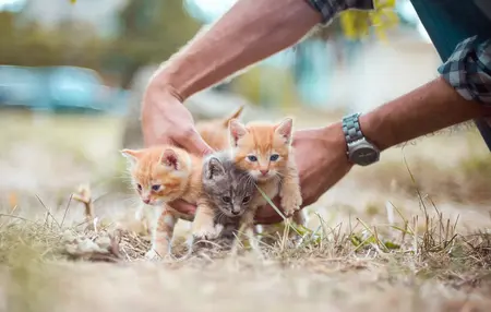 How to Choose the Right Cat Breed for You