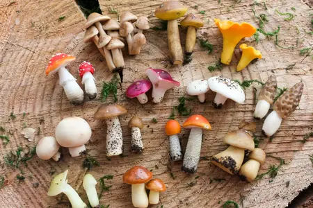 How to Identify Wild Mushrooms: 7 Steps for Safe Foraging (2026)