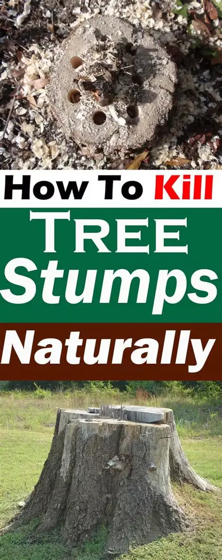 How to Get Rid of a Dead Tree